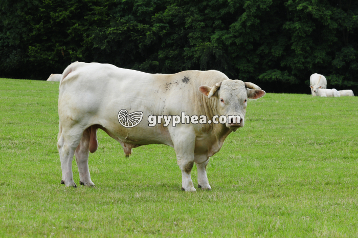 Vache - le mâle ou Taureau - gryphea.com